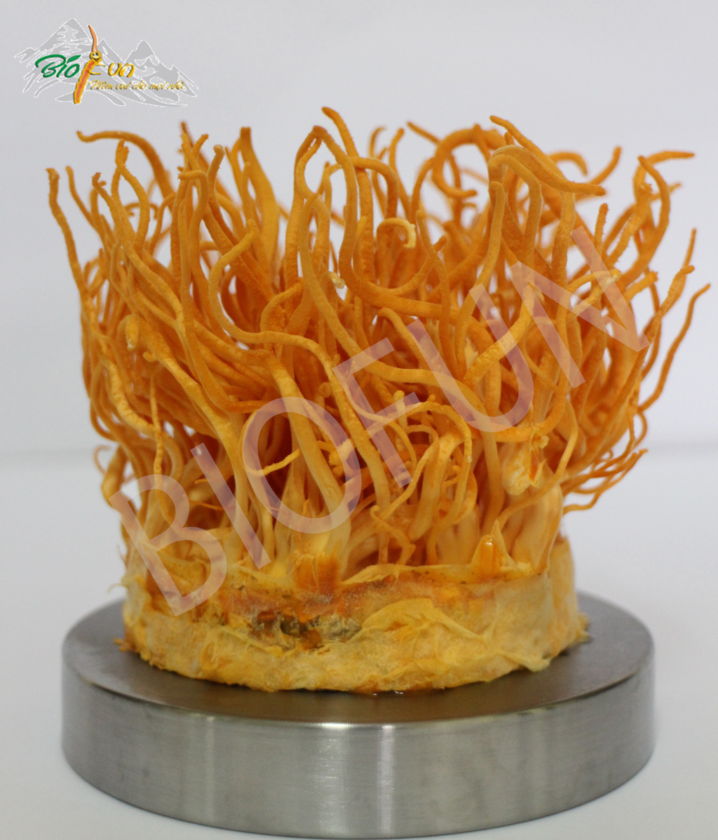 Đông Trùng Hạ Thảo Sinh Khối Tươi - BIOFUN