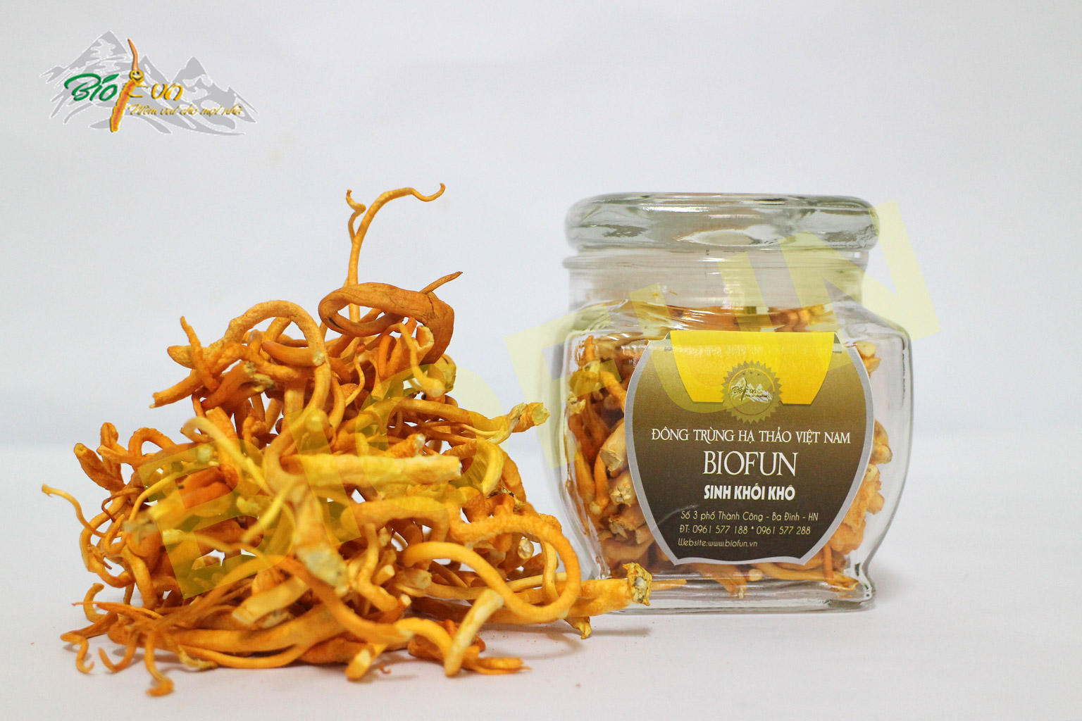 Đông Trùng Hạ Thảo Sinh Khối Khô - BIOFUN